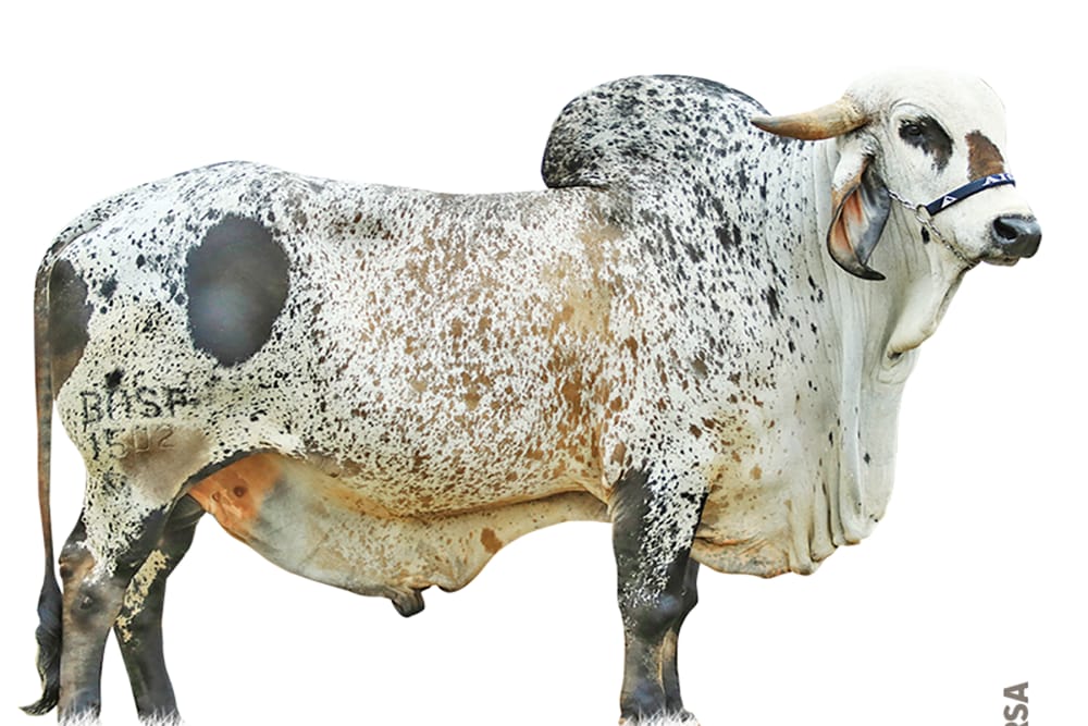 Imagen de GYR LECHERO METANO FIV DO BASA