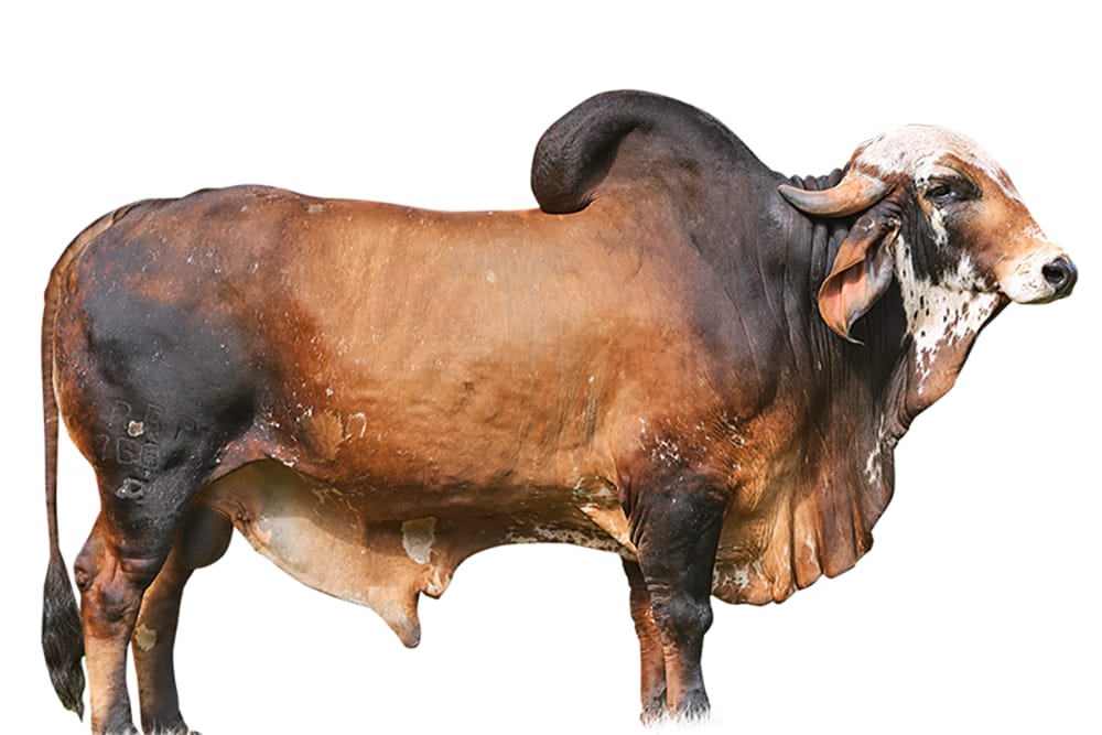 Imagen de GYR LECHERO NEYMAR FIV DE BRAS