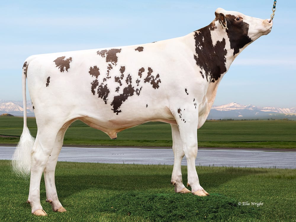 Imagen de HOLSTEIN ROJO ALTABEAMING