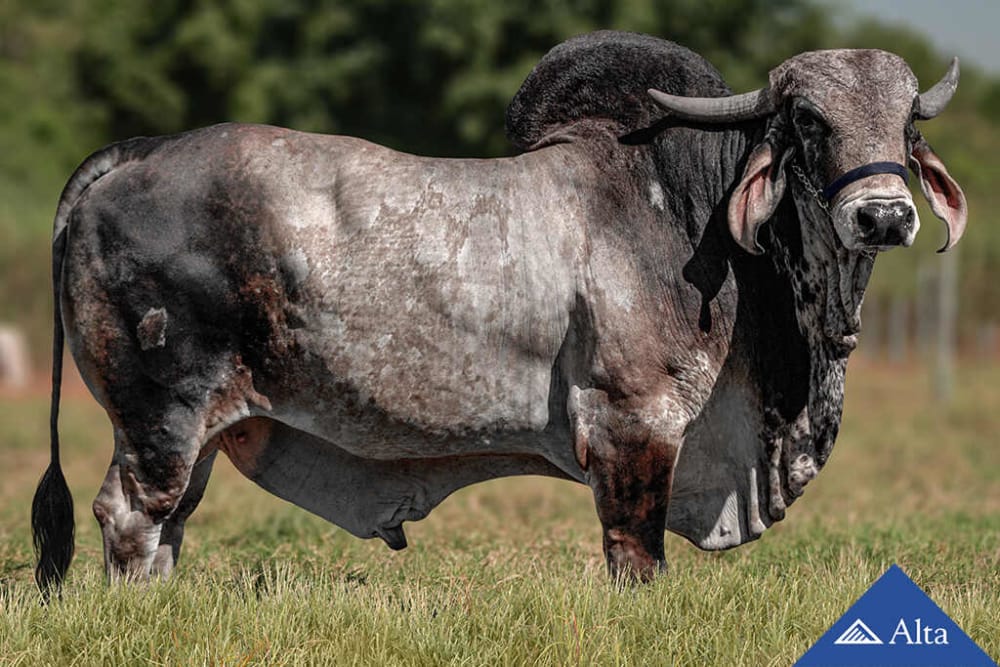 Imagen de GYR LECHERO TROVAO FIV S.EDWIGES