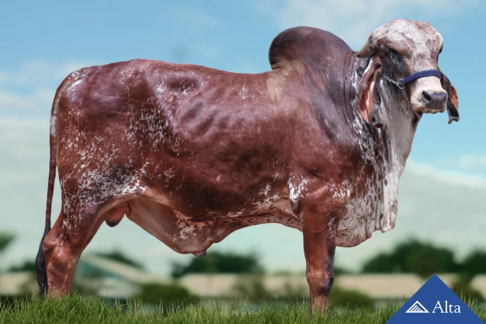 Imagen de GYR LECHERO ADITIVO SILVANIA SEXADO