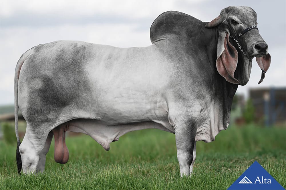 Imagen de INDUBRASIL ZANC DO CASSU