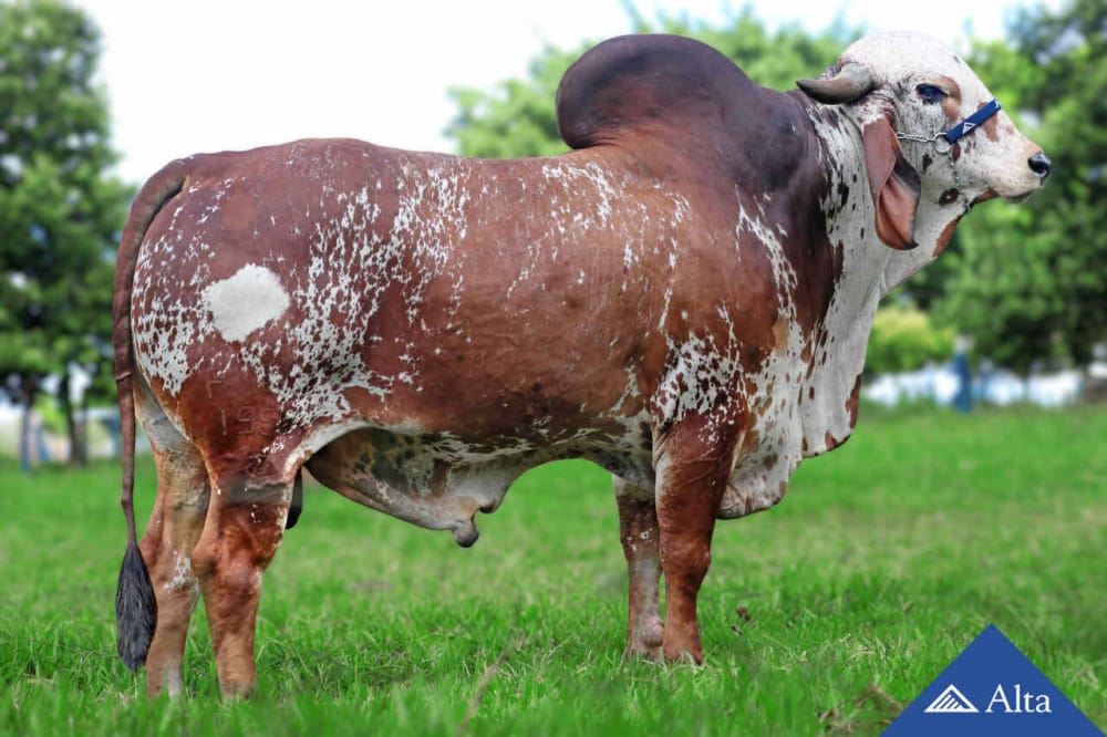 Imagen de GYR LECHERO BOLSONARO COND FENIX