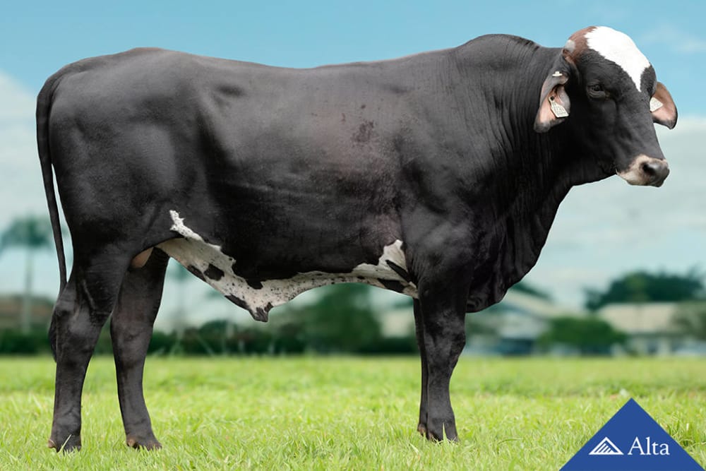 Imagen de GIROLANDO ICH V6330 FAZENDA REMADOR