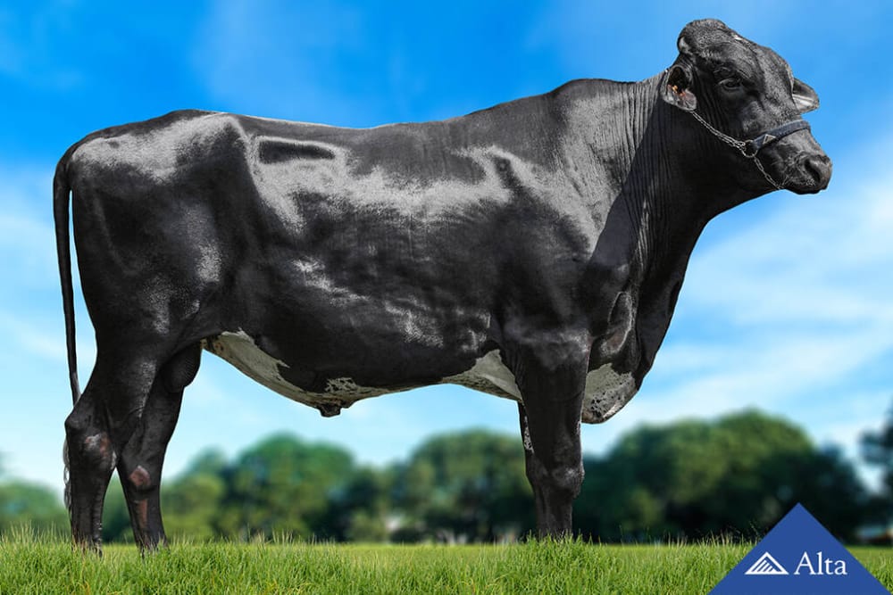 Imagen de GIROLANDO LEWIS FIV DA ESTANCIA SAO BENTO