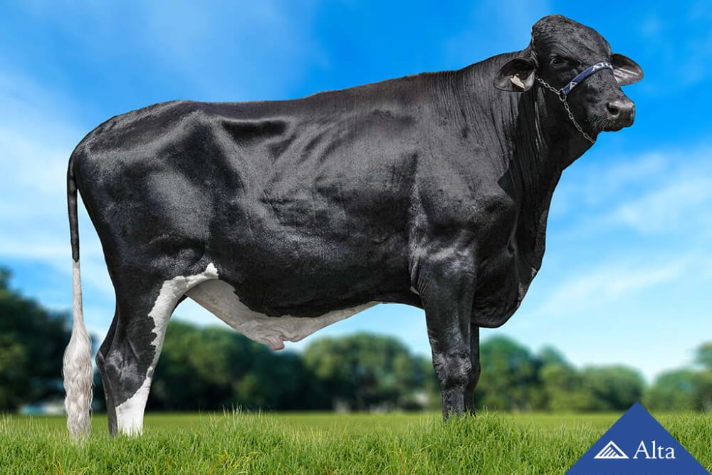 Imagen de GIROLANDO DONALD HANCOCK DE JULUCA