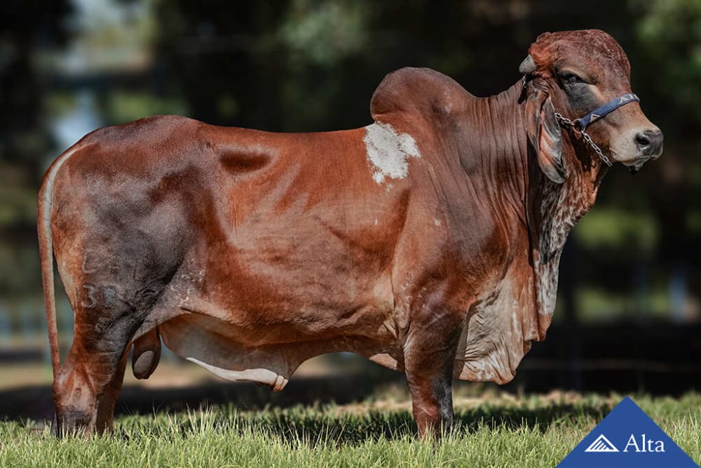 Imagen de GYR LECHERO RUBRO FIV CAL