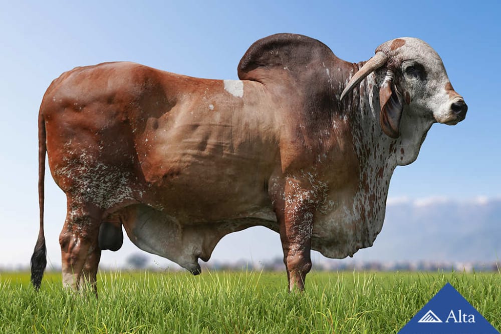 Imagen de GYR LECHERO INPUT CAL