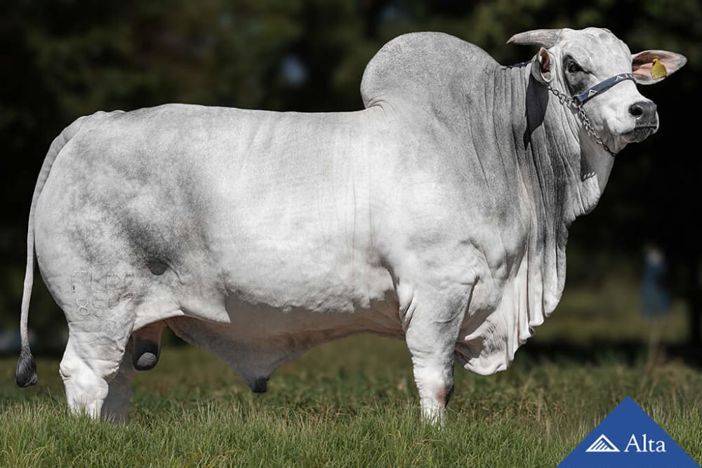 Imagen de NELORE AZULEJO DA COMETA