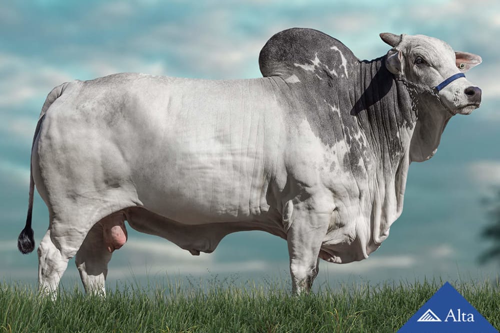 Imagen de NELORE REM HERMOSO FIV GENETICA ADITIVA