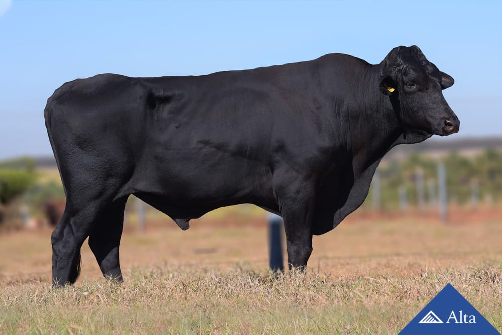 Imagen de GIROLANDO HORIZONTE FIV ALTADAY MY