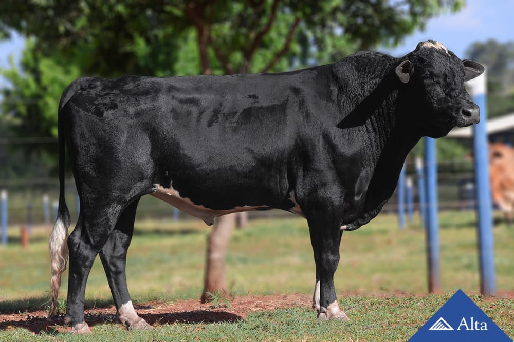 Imagen de GIROLANDO GENTEL FIV DORCY DA TROPICAL