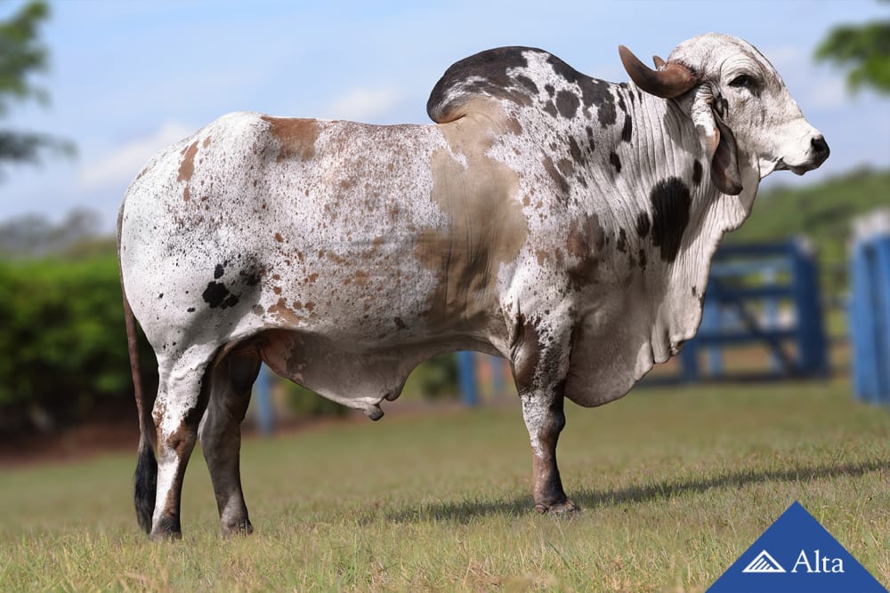 Imagen de GYR LECHERO EURO TE JABAQUARA
