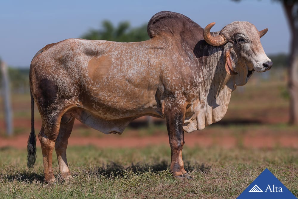 Imagen de GYR LECHERO KAMARAM FIV F. MUTUM